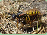 wasp control Great Malvern